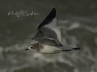 Vorkstaartmeeuw [Xema sabini] - Zuiderhavenhoofd Scheveningen Zuid-Holland (30okt2025)            